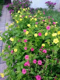 فسائل بلكه • فسائل نخيل • الرميثه