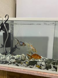 حوض سمك • ٥١×٤١سم • رانية السليمانية