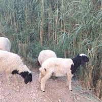 الزوج 430وبيهن مجال طوريج 07718031937