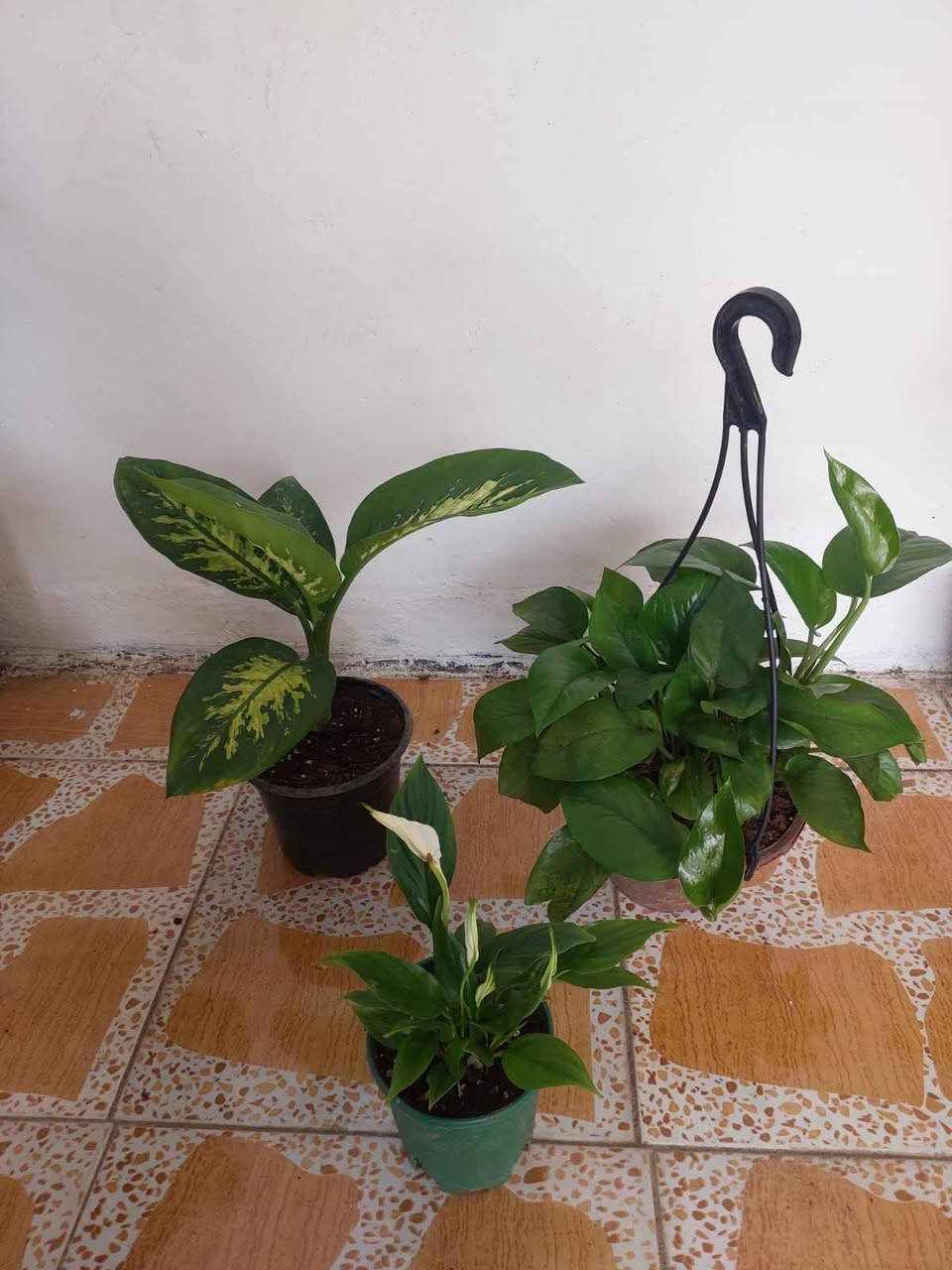 نباتات طبيعية للبيع هولنديه يوجد توصيل جميع محافظات العراق كركوك, العراق


**إذا كنت صاحب هذا الإعلان وتريد حذفه لأي سبب، رجاءا أرسل رسالة إلى الدعم الفني**