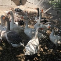 ابطوط • للبيع • حيوانات • طيور • حيوانات منزلية