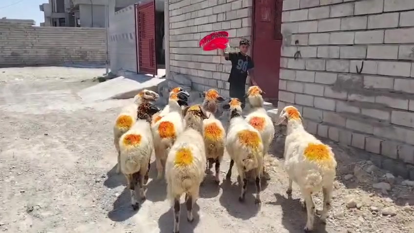 سلام عليكم
يوجد نعاج عشر وبيه محنيه ملات جنيه  سنهن درجه اوله  مراح واحد المكان بيجي حي العصري الشراي يخابرني عله رقم ***********
