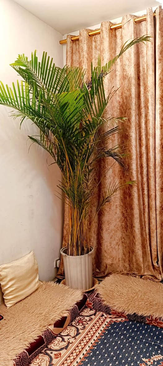 نخل زينة داخلي نيات طبيعي 
سعر الواحدة 75 الف 
بغداد / الدورة / حي الصحة 
لا يوجد توصيل


**إذا كنت صاحب هذا الإعلان وتريد حذفه لأي سبب، رجاءا أرسل رسالة إلى الدعم الفني**