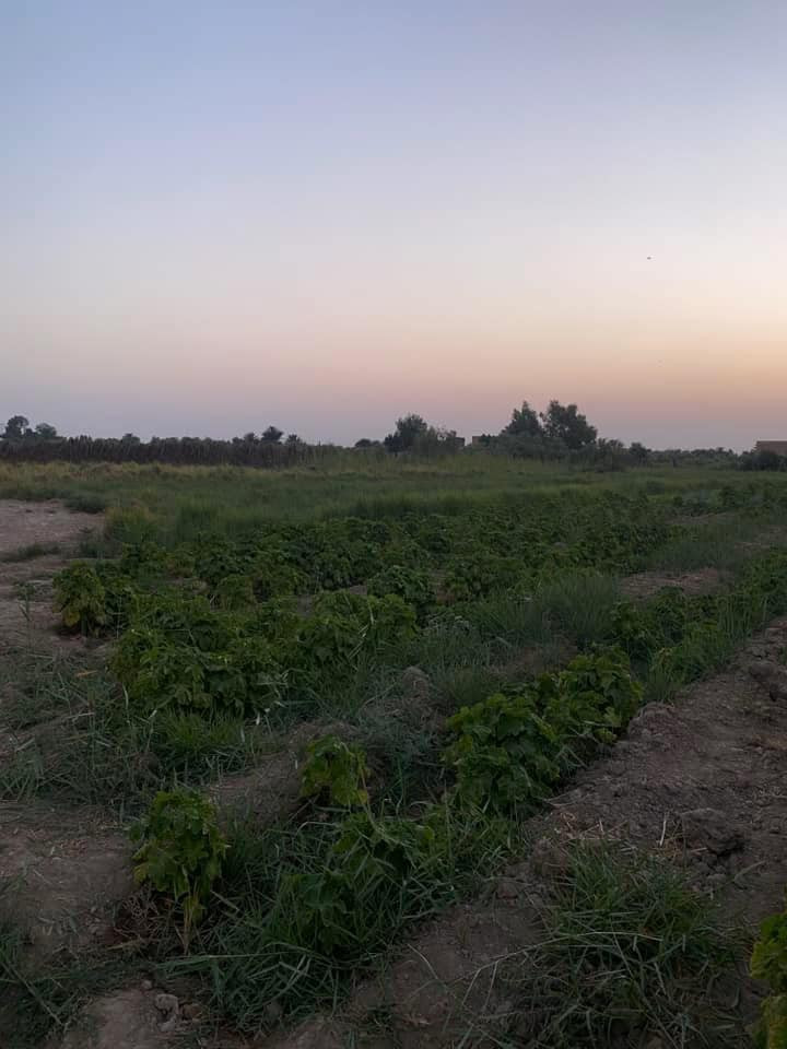 اسلام عليكم 💚دونم وربع اللبيع كهرباء ماء كلشي متوفر بيه سند 25حق تصرف ماء سقي بيه من شط الفرت جهاز من كلشي السعر مناسب ..مكان السنيه طريق الزوار
التواصل على رقم او الخاص ***********
