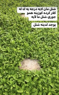 كلار كرده كوزينه 07708758687