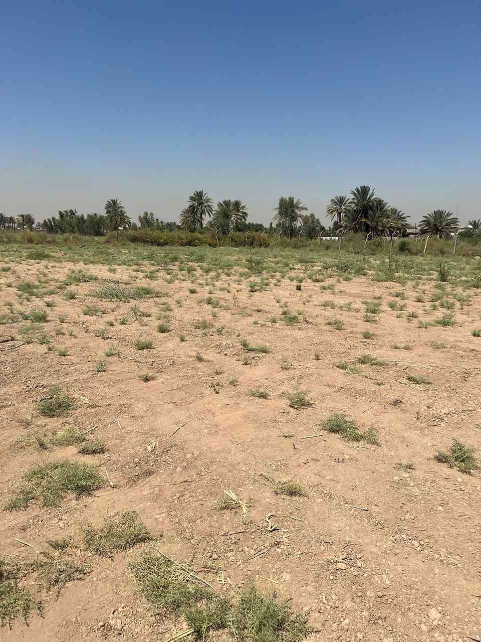 السلام عليكم  دونم طابو ملك صرف لوجه
52ونزال 49 العنوان بغداد المدائن شارع سيد علي 

تحويل بسم المشتري ب طابو المدائن خدمات ماء كهرباء 

شارع 8م موقع مميز يرهم مزارع او الاستثمار الاستفسار خاص او تصال واتساب ***********

