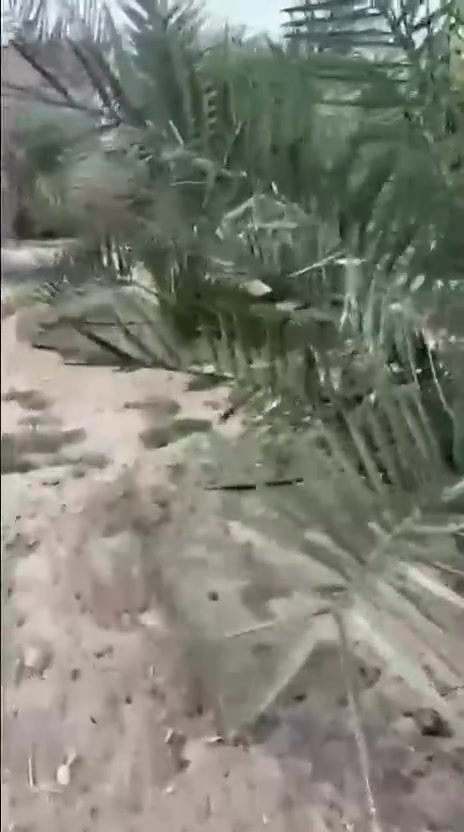 ثقتكم ونتائجكم المشرفة هي أكبر دليل على جودة عملنا، وندعو جميع المتعاملين معنا وأصحاب المزارع التي تم تجهيزها من قبل شركتنا إلى مشاركة صور وفيديوهات مزارعهم، ليشاهد الجميع قصص النجاح والنتائج الحقيقية بأنفسهم
مزرعة تم تجهيزها من قبل شركة البشير، وهذا الفيديو أرسله لنا أحد زبائننا الكرام وهو يوثق نجاح الفسائل وتطور المزرعة على أرض الواقع 🌴

للاستفسار والتواصل:
- قسم المبيعات النخيل : ***********
- قسم المبيعات النخيل : ***********
- قسم الاسمده والتوصيل: ***********

الموقع: محافظة بابل، مدينة الحلة، طريق منطقة عوفي.

#البشير_مشروع_وطن  
#شركة_البشير_العالمية
