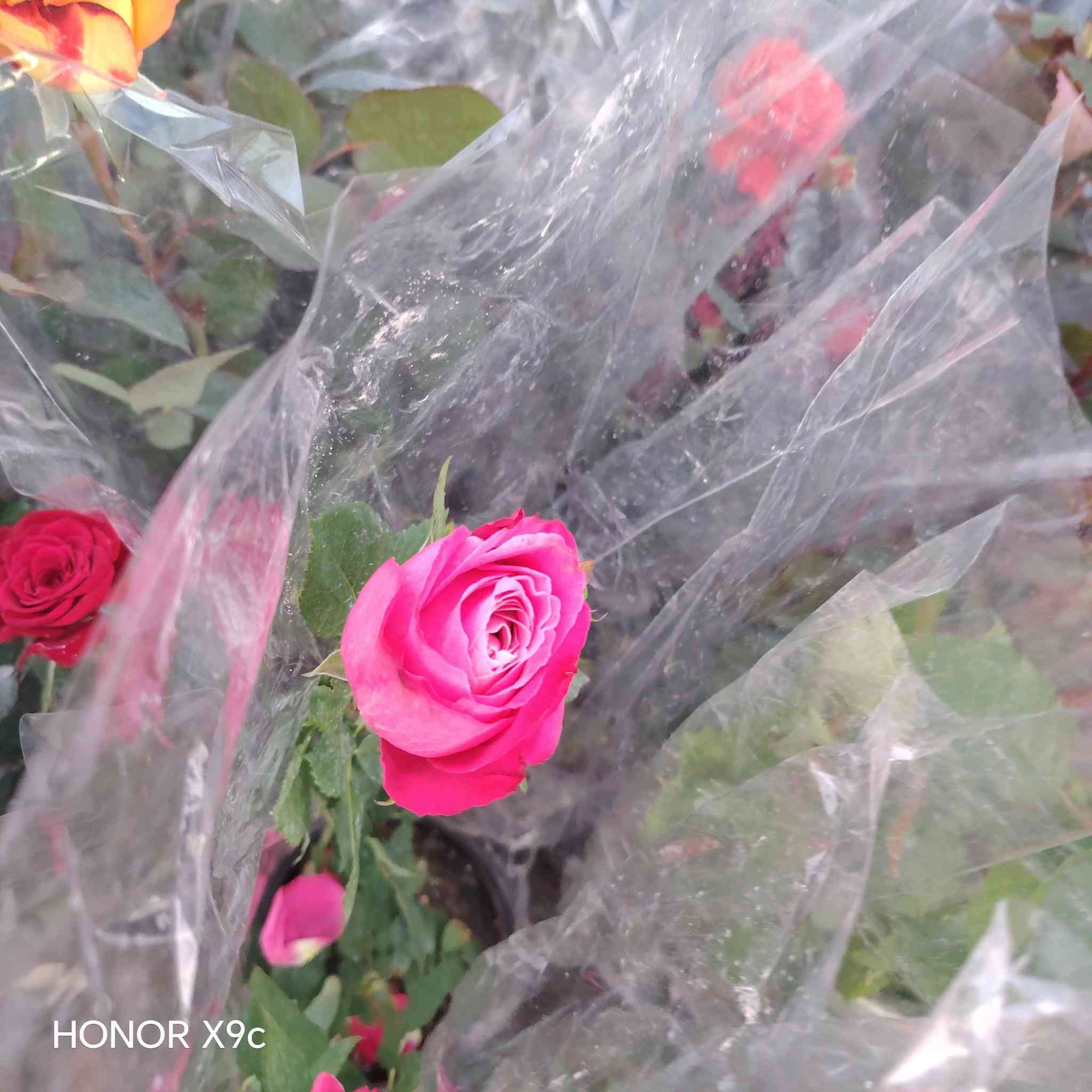 تم وصول وجبه من الورد الجوري القطمر.
الي مشتل الخالدية المركزي. فرع الثاني
سعر الشتله ٣٠٠٠ 
العنوان الخالدية سده ابو فليس
للحجز والاستفسار الاتصال على الرقم *********** جاسم الخليفاوي.
