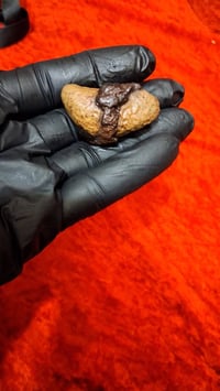 هبهاب • سلطاني • طاقة روحانية