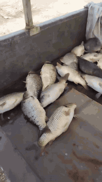 يالله
🐟🐟🐟🐟🐟🐟🐟🐟🐟🐟🐟🐟🐟🐟

اسماك ابوليلى

حي البساتين مدخل الشقق مقابل حلويات البغدادي

سمك عراقي  ٪👍 خشن ناعم وشرط المصداقيه⚖️ ولميزان الكتروني⚖️ ايام العمل كل ايام الاسبوع عده يوم السبت ولاحد وباقي ايام الاسبوع متواجدين من الساعه 10🌹

للتصال ***********🤔

🧿🐟🧿🐟🧿🐟🧿🐟🧿🐟🧿🐟🧿🐟🧿🐟
