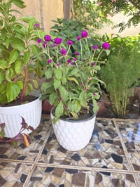 ورد • ورد الدكمة • ديكور ورد • زينة منزلية • ديكور حديقة • ورد • ديكور
