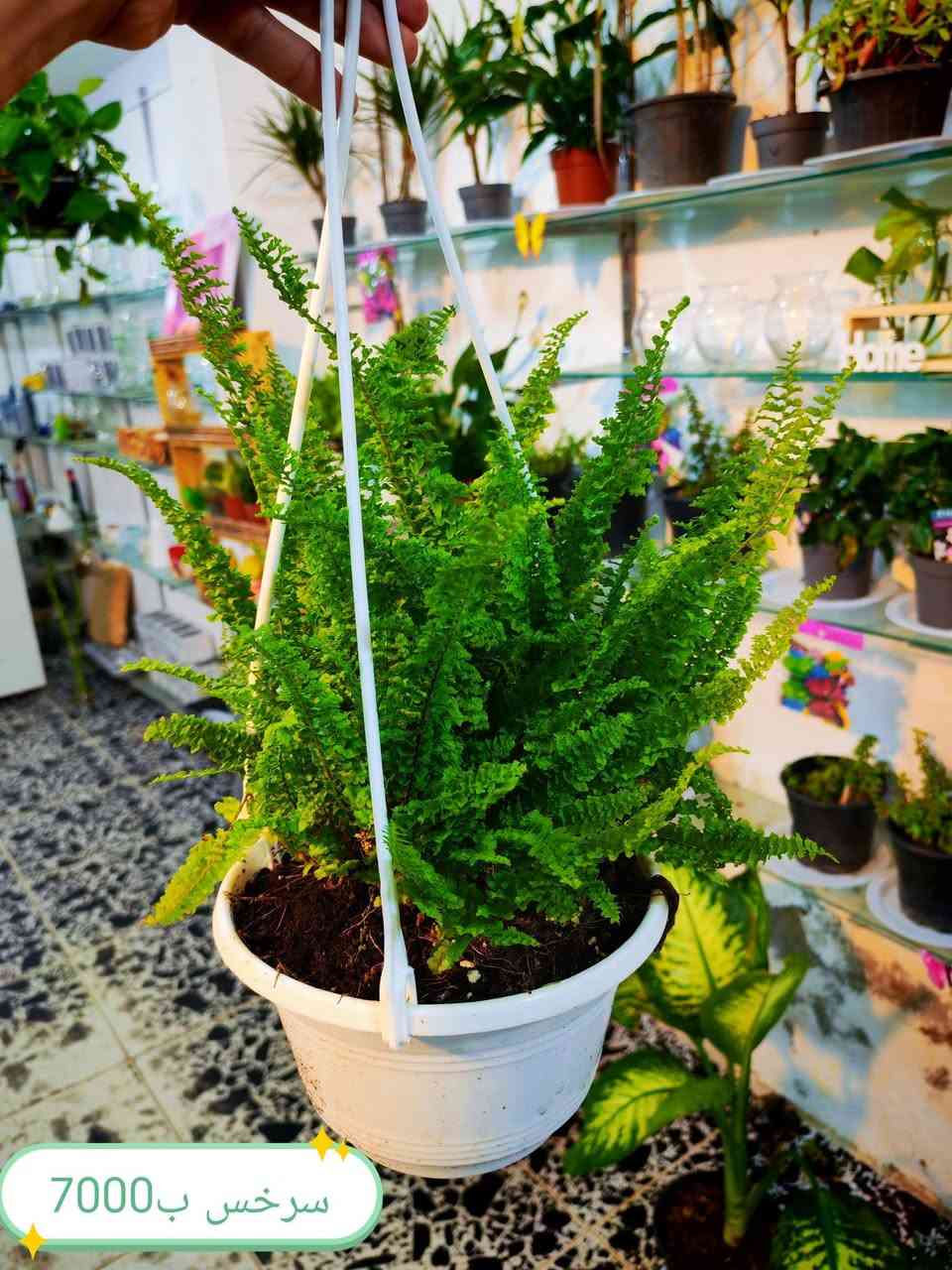 أنواع النباتات الضليه الي متوفره بالمعرض حاليا🥰🥰
 نباتات هولنديه قويه التحمل اجيبلكم حته متموت بسرعه يمي 😁 صحتها واضحه بالصور ومن توصلكم تتاكدون بنفسكم
 العنوان الانبار هيت حي الجمعية شارع حامي حميد زورونا وكل الهلا بيكم 
توصيل داخل هيت الف دينار ❤💐


**إذا كنت صاحب هذا الإعلان وتريد حذفه لأي سبب، رجاءا أرسل رسالة إلى الدعم الفني**