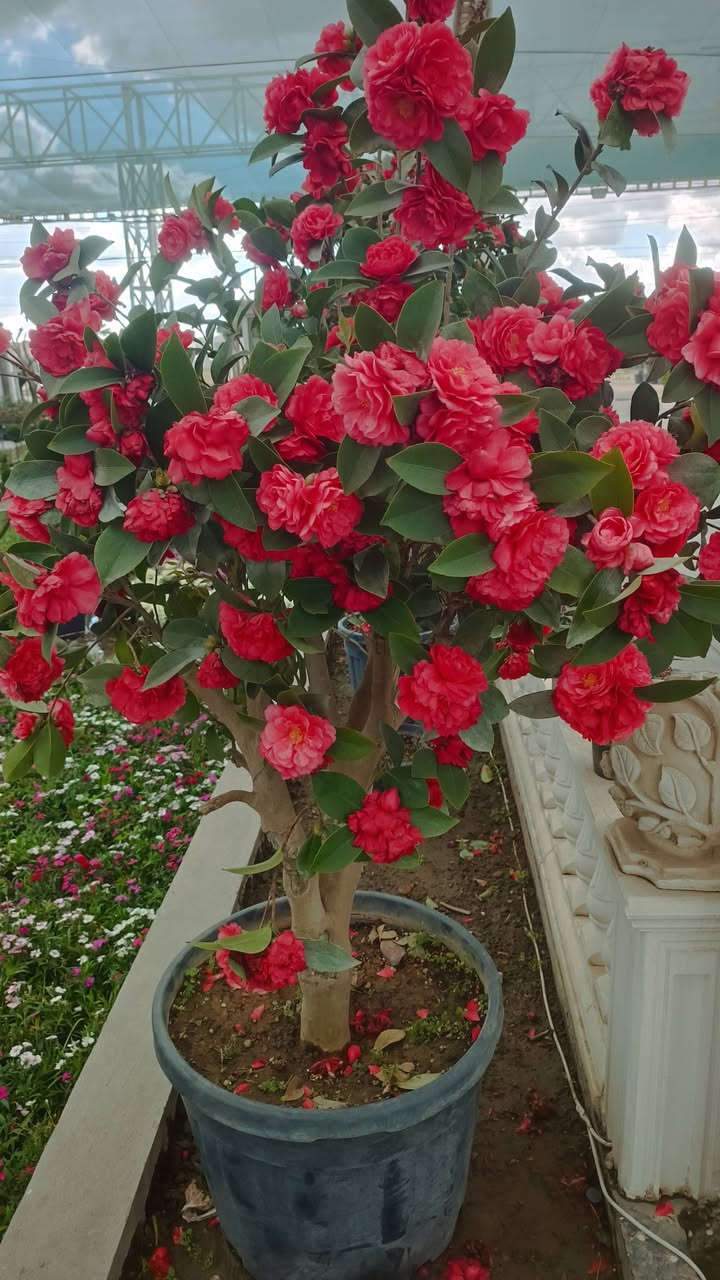 الحمدلله وصول مسواك جديد
مشتل الحلبي الزاب علوه هرته وحياكم الله ***********
