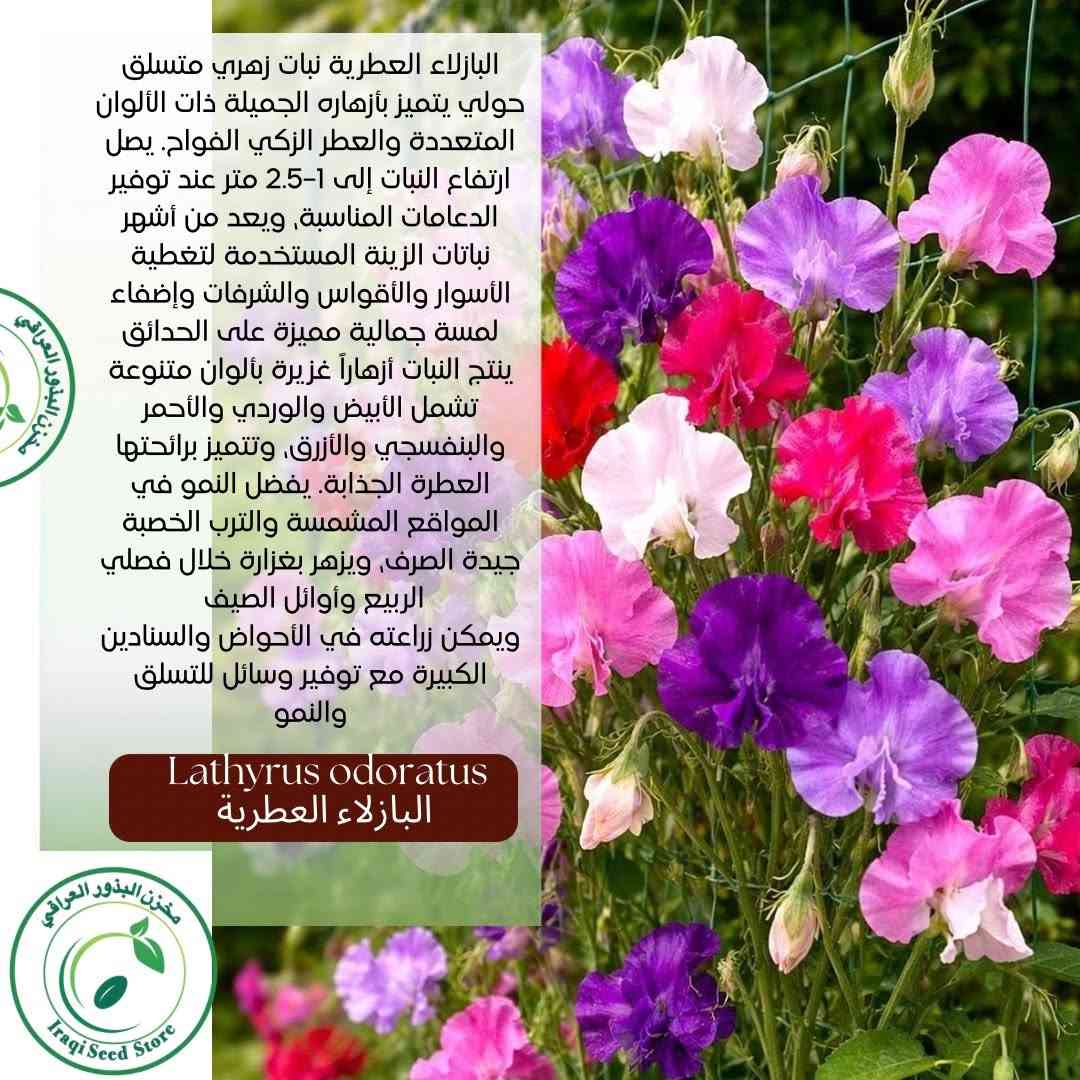 مجموعة جديدة من البذور  نوفر لكم في مخزن البذور العراقي  اندر أنواع البذور وأجودها بذور أزهار متنوعة تضيف جمال لحديقتك ومزرعتك تبدأ الاسعار من 1500_2000 دينار 
🥒 بذور خضراوات طازجة لزراعة منزلية ناجحة  
🌳 بذور أشجار مثمرة ونباتات زينة  
✨ أصناف نادرة ومميزة لهواة التميز  
✅ إنبات عالي ونتائج مضمونة  
✅ جودة مختارة بعناية  
📦 توصيل متوفر إلى جميع محافظات العراق 🇮🇶  
📩 اطلب الآن وابدأ موسمك بثقة 
1-للاطلاع على كل أنواع البذور الدخول الى قناة التليكرام https://t.me/Iraqiseedstore
‏2-‏اتبع هذا الرابط لمشاهدة الكتالوج الخاص بنا في واتساب: https://wa.me/c/9647886206979

🚚 خدمة توصيل متوفرة لكل محافظات العراق
