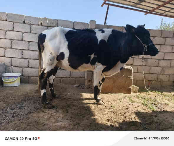 متاح بقره عشار ٦ تشهر بكعا نضيفه مكفوله بعد الولاد على كل عيب بعدها بجر والده بطن شرط شيرات الحليب بثمها وبسعر ١٧٠٠ وهلا بشراي اتصل *********** صلاح الدين الشرقاط قريه الخضرانيه
