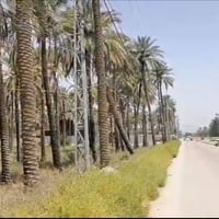 خان النص • زراعي ٢١٠٠م • نخل مثمر