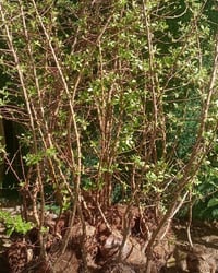 الديوانية • مشتل أشجار فاكهة • مترين فما فوق