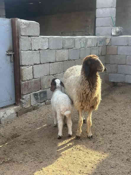 يا الله نعجاه مطفل اول بطن جوها نثيه نعجه كلش حلوه مآل جناي مكفوله كافت شروط الجني سعرها 490 وبيها مجال بصيط مكاني البصره الزبير رقمي *********** يوجد توصيل 🚚 داخل البصره
