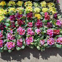 زهرة الربيع • مشتل ابوبكر • شارع ابو رندة