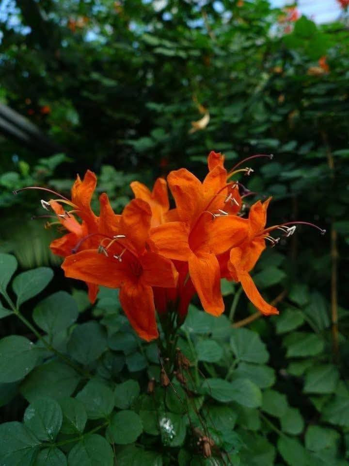 متسلق المرجان  دائمي الخضار ويتحمل الحر والبرد  السعر  ٦٠٠٠ 💐💐💐💐💐💐💐العنوان الانبار راوه الجديده آخر شارع بيت علي حماد محمد وعدنا توصيل راوه عانه القائم حديثه هيت الرمادي الفلوجه بغداد العامريه وحي الجامعه واليرموك والمنصور التوصيل حسب المكان واليجي يختار حيا الله


**إذا كنت صاحب هذا الإعلان وتريد حذفه لأي سبب، رجاءا أرسل رسالة إلى الدعم الفني**