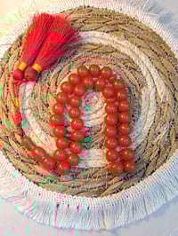 سندلوس باكستاني • مسباح ٣٣ • حجم دون الوسط