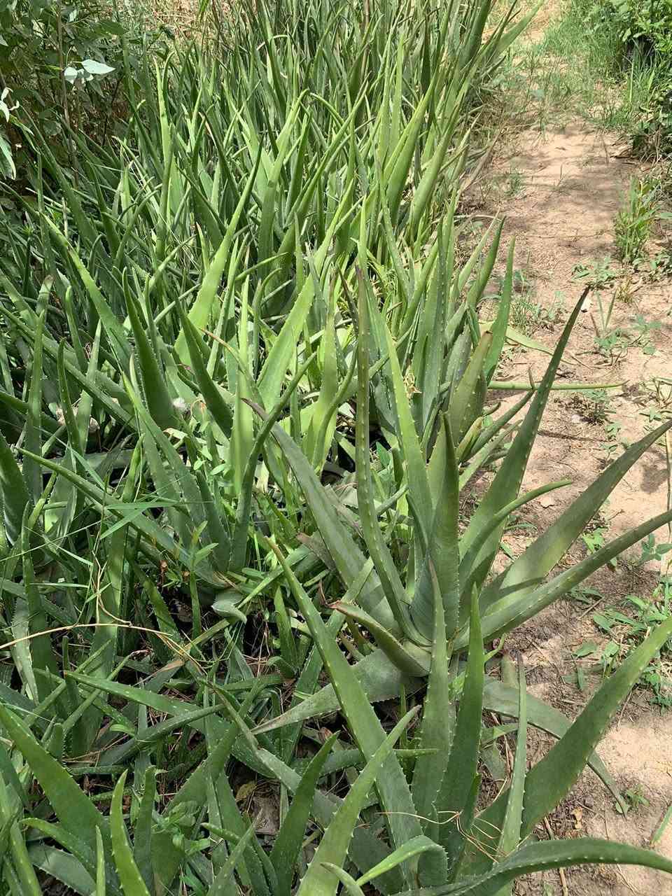 الالوفيرا خشنه سندان كبير لبيع جمله مفرد . السعر ٤الف
لطلب والاستفسار المراسله خاص مشتل الشيخ يوجد توصيل داخل بغداد لطلب محافظات


**إذا كنت صاحب هذا الإعلان وتريد حذفه لأي سبب، رجاءا أرسل رسالة إلى الدعم الفني**