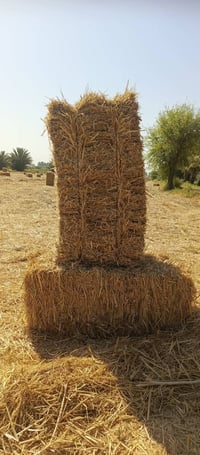 تبن • حنطه • ٥٠٠