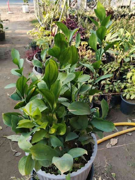 صالون نبات ضلي ويتحمل كل الضروف 
*********** واتساب
