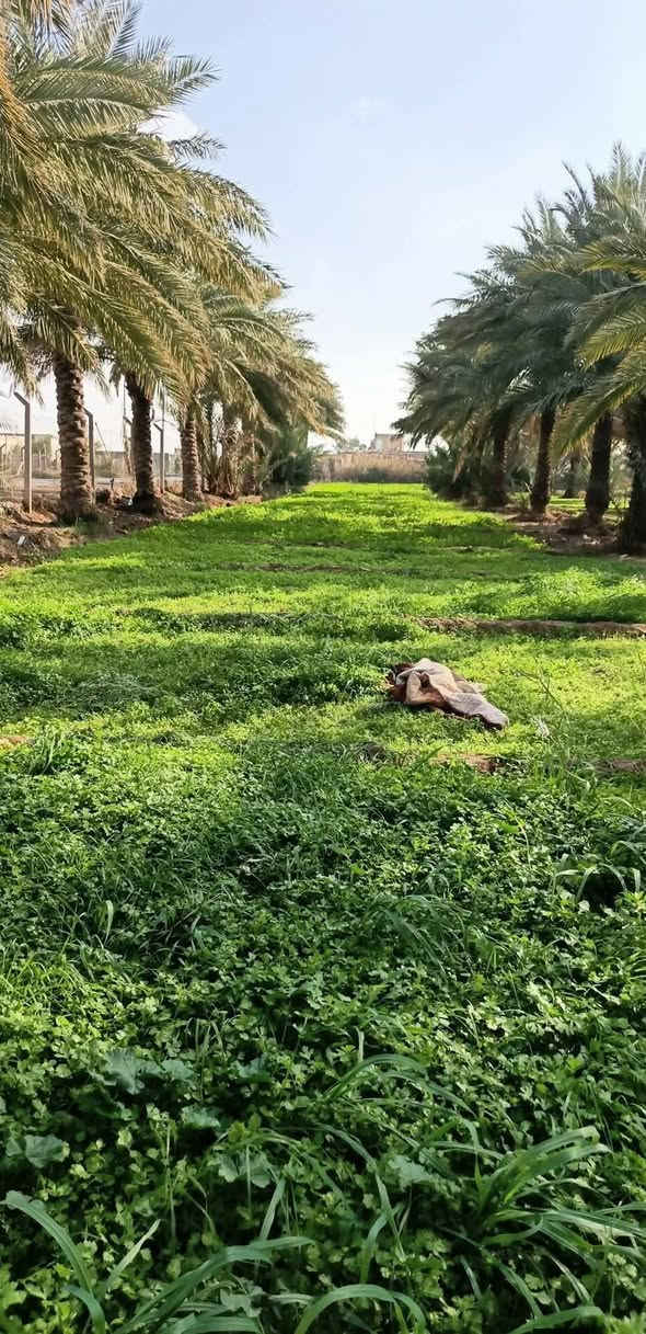السلام عليكم 
يوجد بستان ٣ دونم يحتوي على اكثر ٨٠ نخله في الكوت منطقه اليوسفيه 
***********
***********
