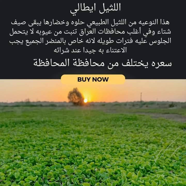 انتاج خاص بمزارعنا
حيث الجودة والسعر المناسب 

☘ثيل هندي طبيعي نوعية ممتازة🍀 مناسب للاستخدام في ( المنازل🌳_ الحدائق🌳_ الملاعب🌳_ الدوائر🌿) 

#انتاج_خاص #شكل_مثالي  #سعر_تنافسي

✨ سعر المتر يختلف للكميات الكبيرة ✨

يوجد خدمة توصيل لجميع محافظات العراق 

#ملاحظة : التوصيل مجاني ❤️

(مستعدون لتجهيز الحدائق المنزليه و الملاعب الرياضيه و المنتزهات و الدوائر الحكومية بكادر مختص مميز يجيك لباب بيتك #بأسعار #تنافسيه )
🍁للاتصال او الاستفسار  متوفر مفتوح طوال اليوم
*********** اتصال أو واتساب
*********** اتصال او واتساب
الزبيدي لبيع الثيل الطبيعي 
متابعين
متابعين
عبدالسلام الزبيدي
بلدية الموصل - Mosul Municipality
مديرية بلدية قضاء الخالص
بلدية هبهب
اعلام بلدية بعقوبة المركز
قسم الزينة والتشجير مشاتل العتبة الحسينية المقدسة
