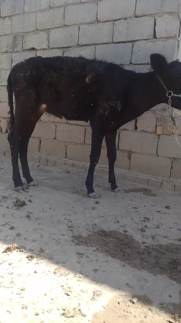 الهم صلي على محمد وال محمد بجر للبيع الرتفاع 5بلوكات المكان بابل شوملي تصل عل رقم ***********الكورك بي واتساب ***********
