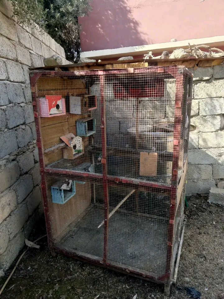 إعادة النشر بسبب الوعود الكاذبة 
#متاااااح
قفص للبيع ادفع سعر عجبني ابيعك
***********
