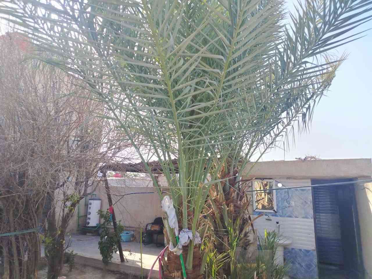 السلام عليكم بيت للبيع في السلاميات  رقم القطعه 4264 بشارع الضغط
***********واتساب
