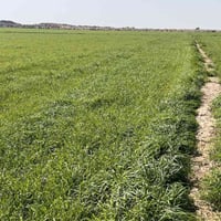 بعرب شنان العتول • ٨٠ دونم • طريق سيد احمد