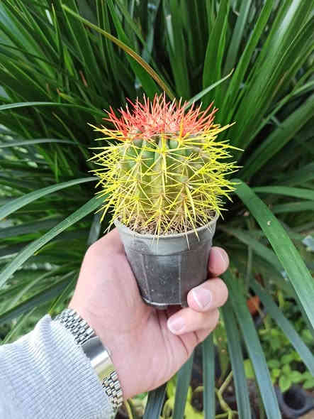 تشكيلة من صبار الطبيعي ملون 🌵🌵
خلي نبتتك توصلك للباب بدون عناء 🌿🚚
بابونج ستور 🌼 يوفر لكم أجمل نباتات الضلية والخارجية وبأسعار مناسبة وجودة مضمونة ✨
اختار نبتتك واترك الباقي علينا… التوصيل متوفر لكل أحياء الموصل والمحافظات.

للطلب والاستفسار: ***********
بابونج… نبتة تغيّر مزاجك وتضيف روح لبيتك 💚🌼
