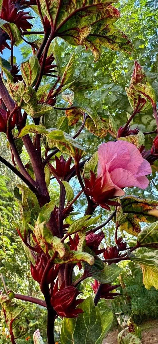 متاح لدينا بذورها بذور نبات الكجرات الشاي الأحمر الكركديه
لطلب والحجز واتساب *********** السماوه أو مراسلة الصفحه يوجد خدمة توصيل طلبات داخل السماوه ولكافة المحافظات لباب البيت أنواع البذور الاستوائية النادره
