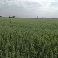 ميسان علي الغربي • ٨٠ دونم • طابو صرف