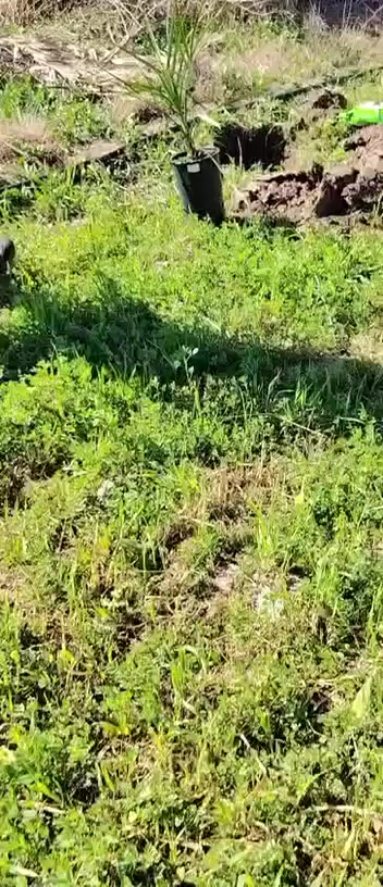 تنفيذ مزرعة الشيخ ابو ليث العامري 
النخيل النسيجي 
بغداد ابو غريب 
اشراف وتنفيذ المهندس علي سعدي


**إذا كنت صاحب هذا الإعلان وتريد حذفه لأي سبب، رجاءا أرسل رسالة إلى الدعم الفني**