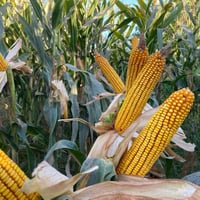 PL700 • بذور ذرة • إنتاجية مرتفعة