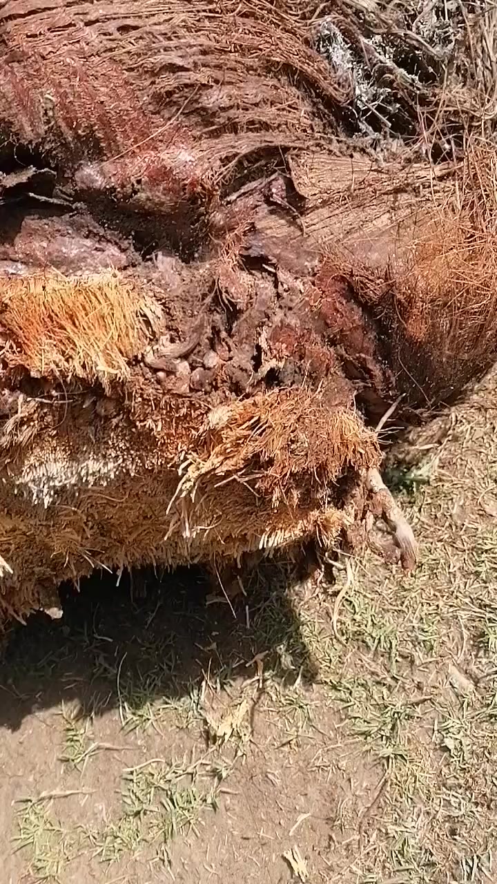 فسائل للبيع لو بريم لو خضراوي ماكو غيرهن صويره حي الزهور ***********
