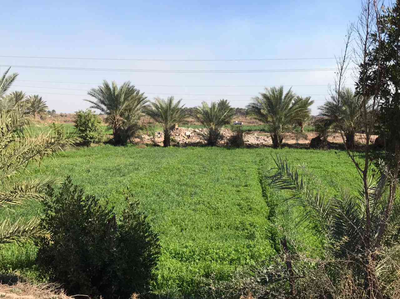 السلام عليكم توجد ارض للبيع توجد كل الخدمات بها ماي السقي وماي رساله وكهرباء وتبليط وتحتوي على بيتين العنوان واسط قضاء العزيزيه الدير الادنى الاستفسار على هذا الرقم ***********  ***********
