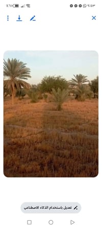 بستان • النجف • ٦دونم