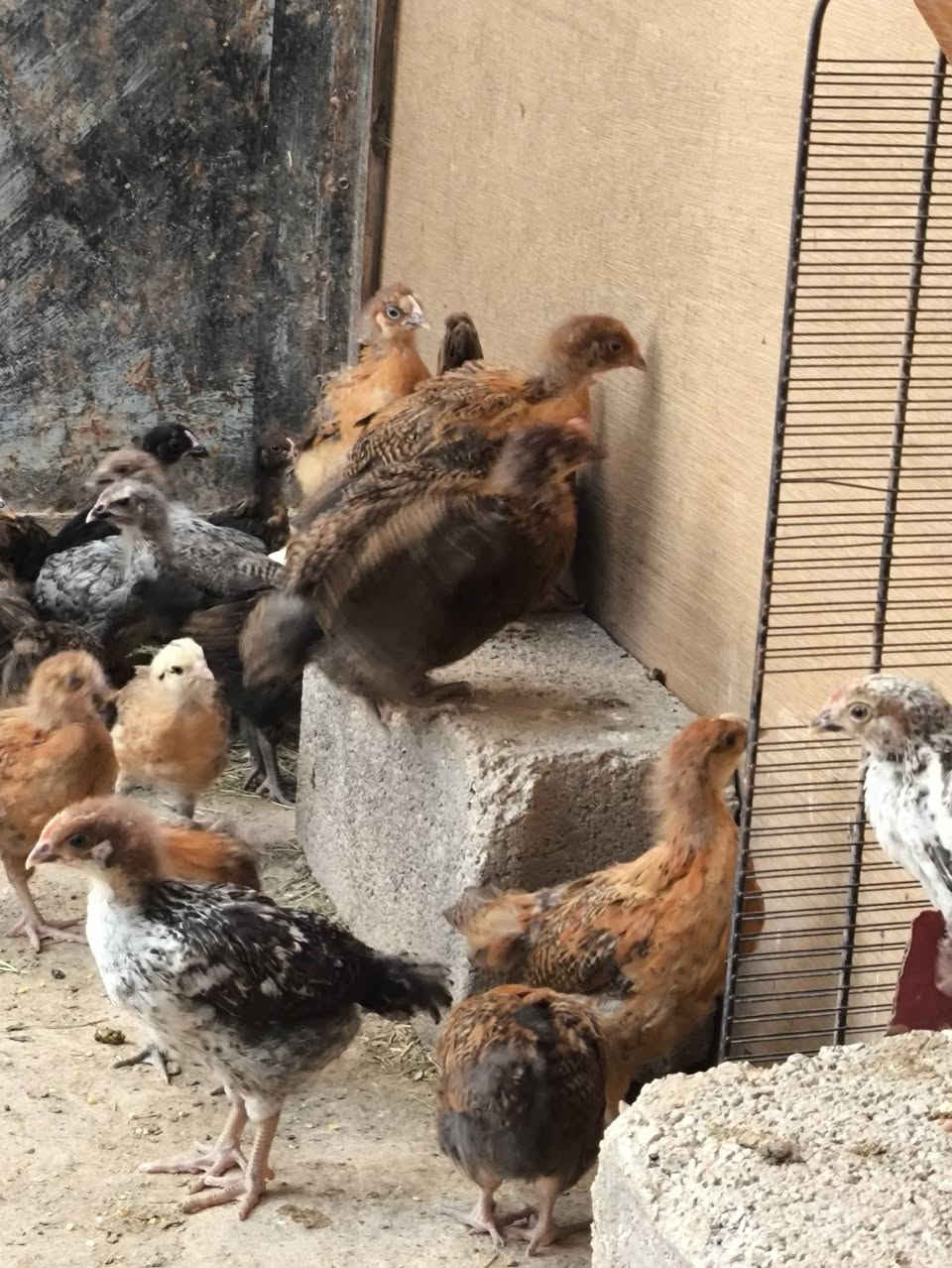 صواصي للبيع صحه كفاله اتصال فقط ***********
