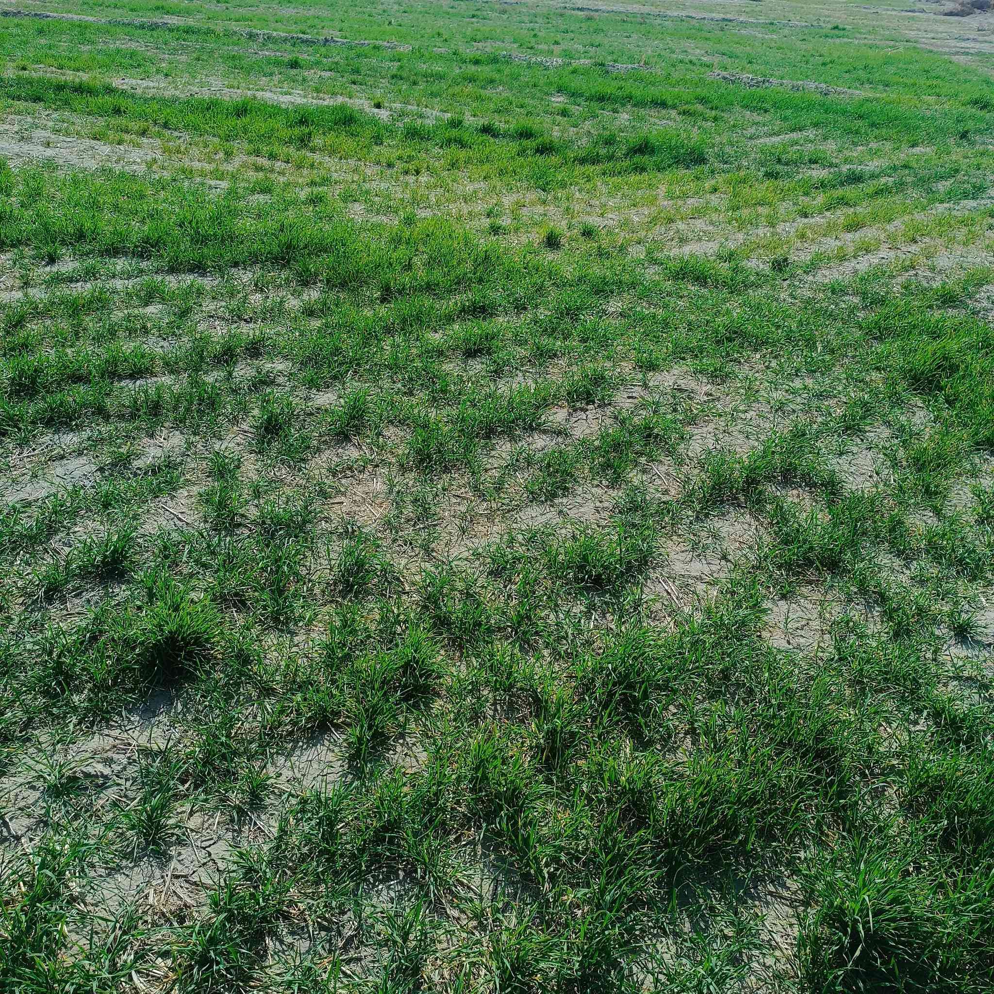 35دونم زرع جاث للبيع
المكان الفجر/العكره 
***********
