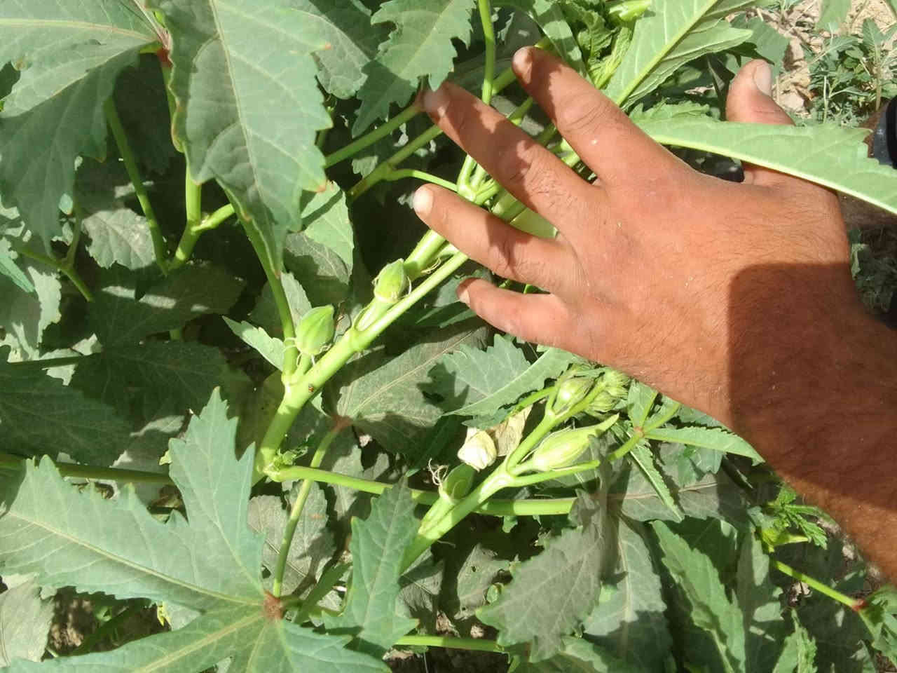 يوجد  بذور بانيه متعهد بيه للحوي وشتريد اني حاظر
لعنوان بابل لمسيب

السعر خاص
***********

***********
