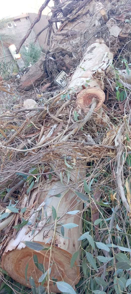 السلام عليكم
يوجد حطب كالبتوز حمل كيه السعر 170  / المكان البغدادي / رقم ***********
