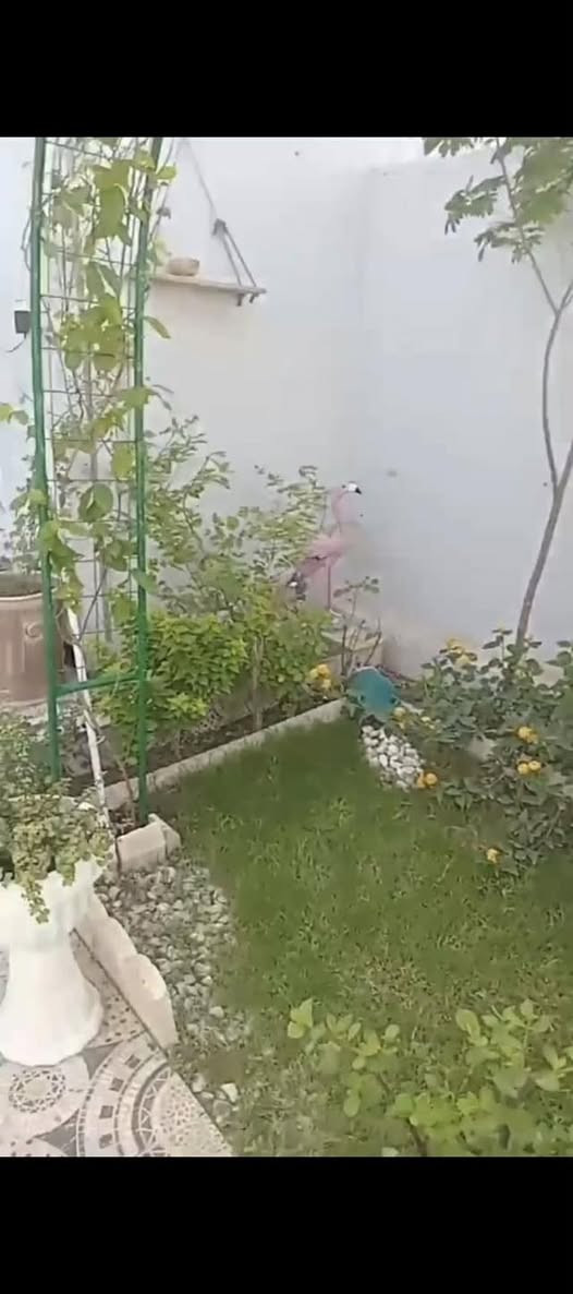 السلام عليكم بيت مساحة 120مجمع الرواد السكني حي الجامعة غرفتين  طابق ونصف الطابق  الأرضي استقبال ومطبخ وغرفة ونوم وصالة درج ومناور عدد اثنين توجد حديقة صغيرة وكراج  مطلوب مبادرة 110للمصرف القسط الشهري 548000الف يتحول للمشتري 
السعر 60مليون  صافي واجور تحويل المصرف على المشتري
للاستفسار ***********
