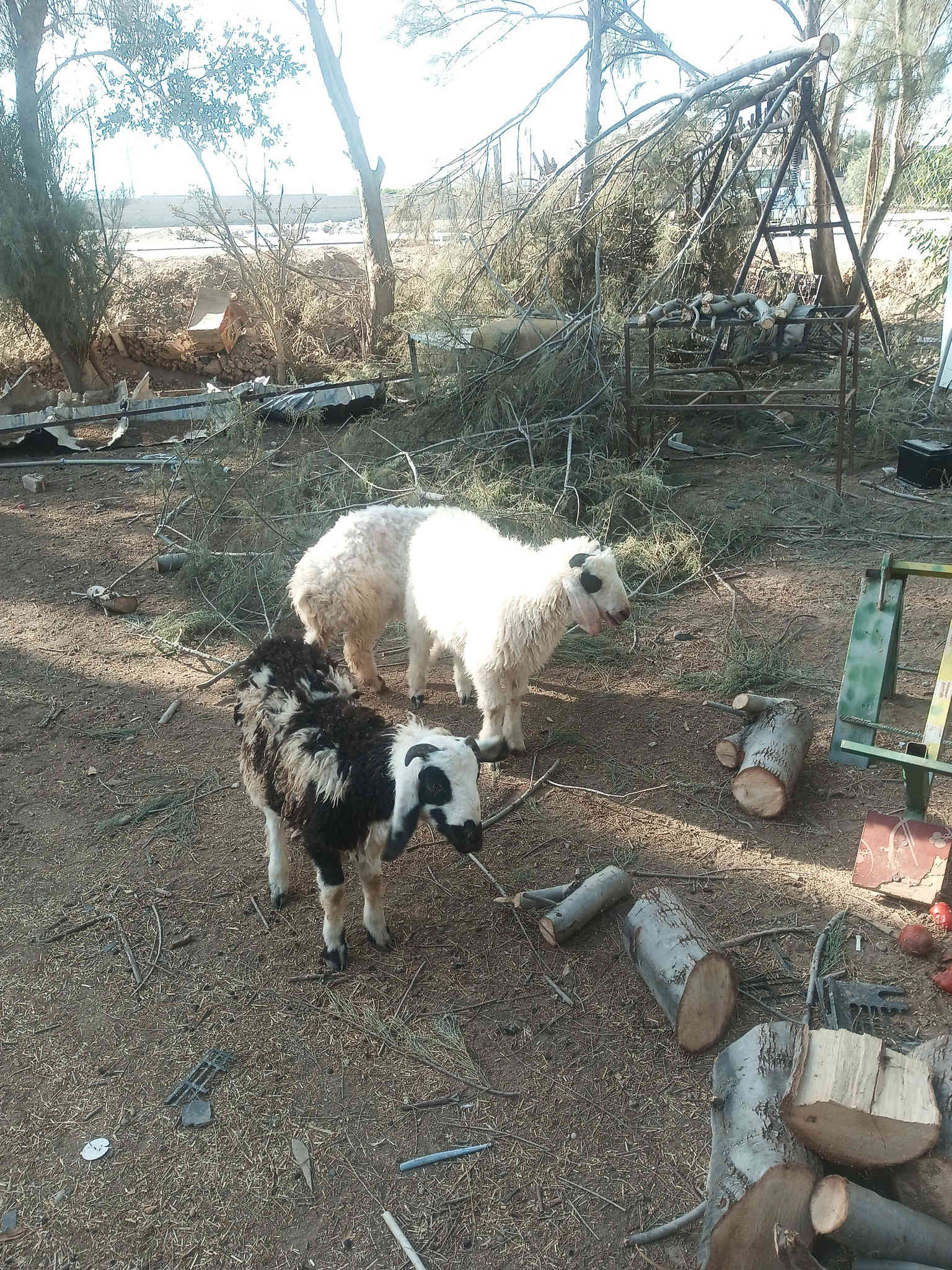 متاح طليان مال ربط عنواني الدور ***********
