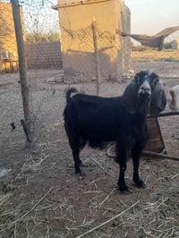 ٤ صخول • شهرين • السماوه الهلال