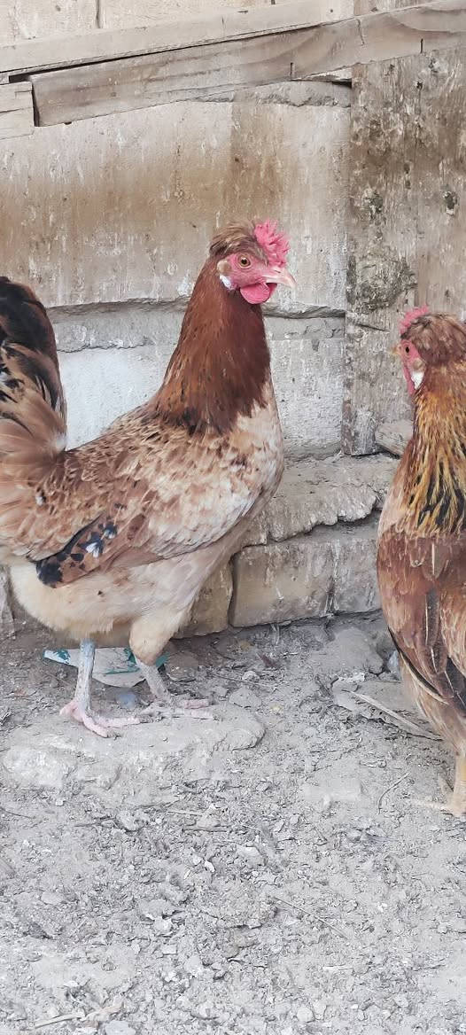 السلام عليكم متاح دجاج الكويتي 2+1 سعر التك 35 وبي مجال ..... ومتاح ديج دندراوي ودجاجته سعر 100 وبيعن مجال يوجد توصيل بعد تحويل المبلغ  المكان الناصريه مركز .
@إشارة @الجميع  
ادمان وافق


**إذا كنت صاحب هذا الإعلان وتريد حذفه لأي سبب، رجاءا أرسل رسالة إلى الدعم الفني**